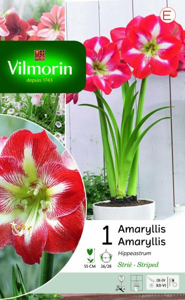 Bulbes à fleurs à planter à l'automne - Amaryllis Hippeastrum Strié (x1) - PACKAGING_RECTO